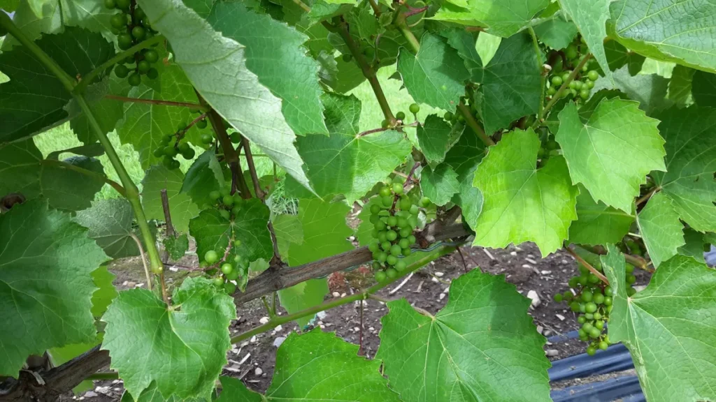 Grappes de raisin vert sur vigne