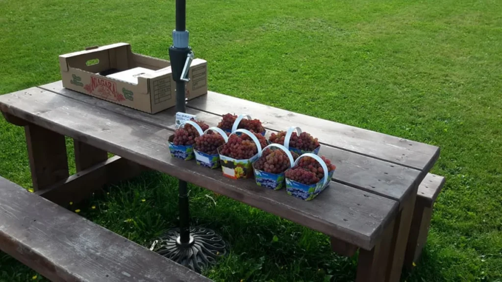 Paniers de raisins sur table en bois