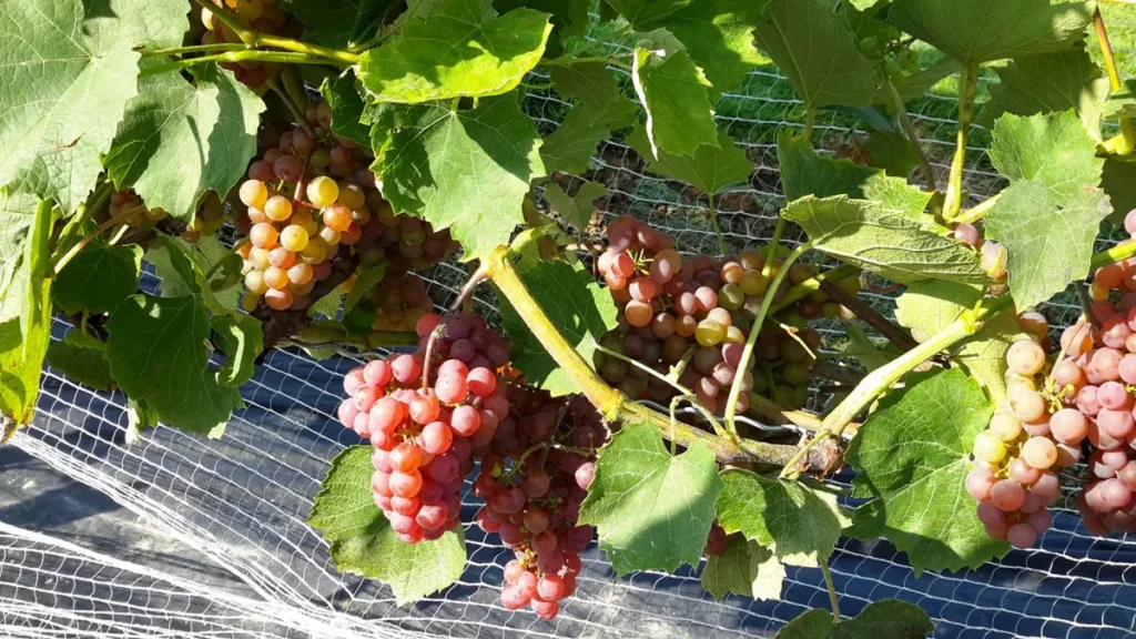 Grappes de raisins rosés sur vigne