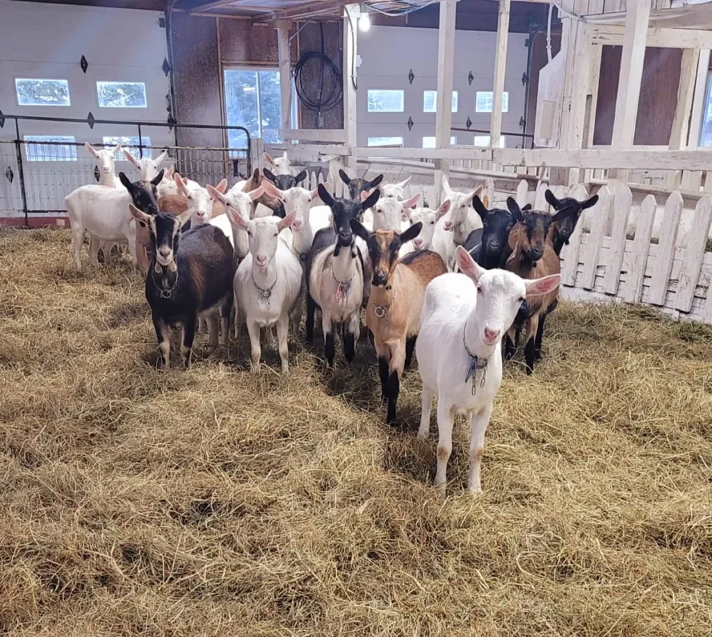 Groupe de chèvres dans une grange