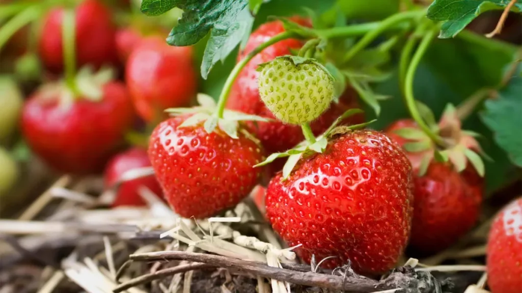 Fraises rouges mûres sur plant au jardin