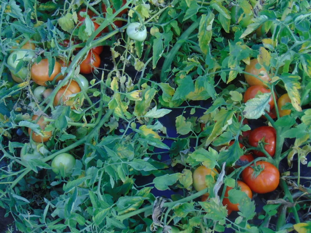 Tomates mûres et vertes sur plants au jardin
