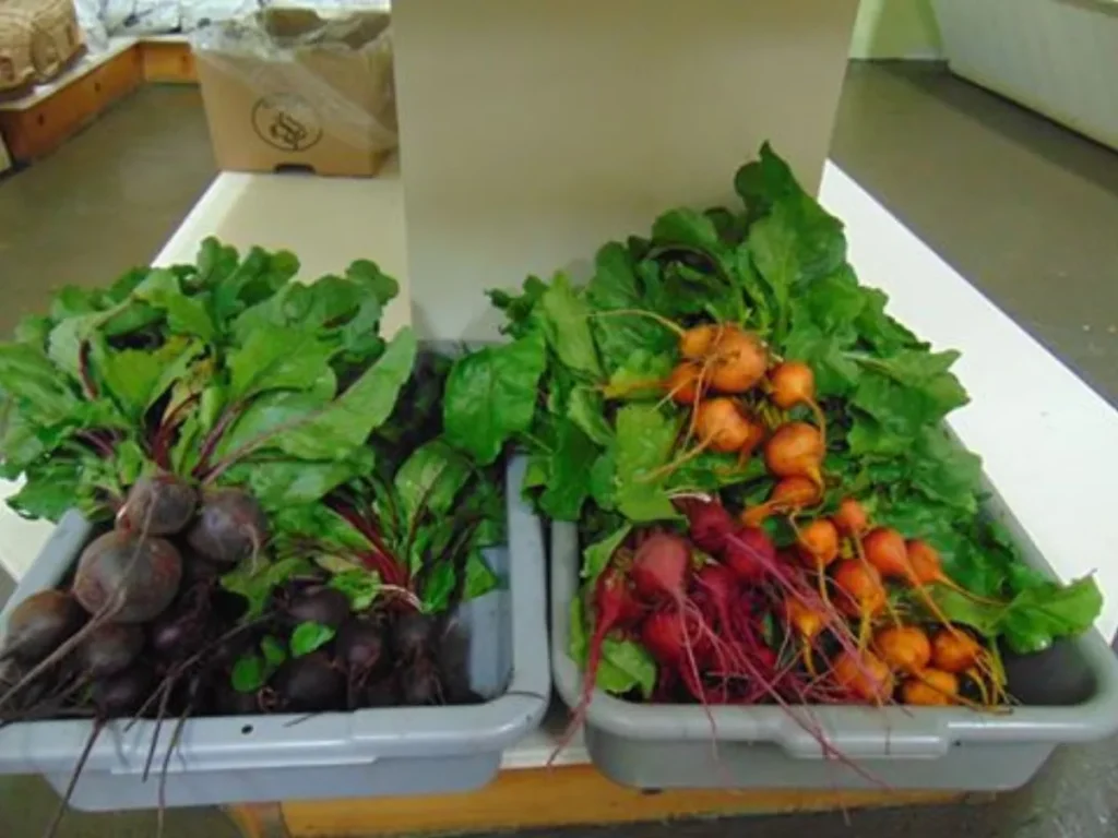 Bacs de betteraves et carottes fraîches avec fanes
