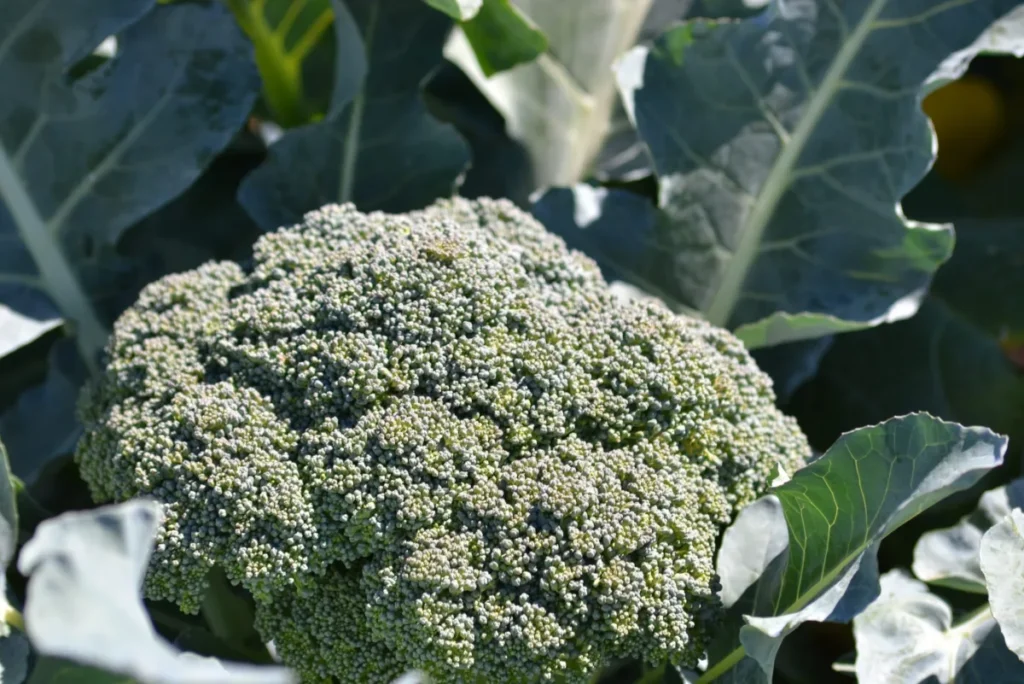 Tête de brocoli dans potager verdoyant