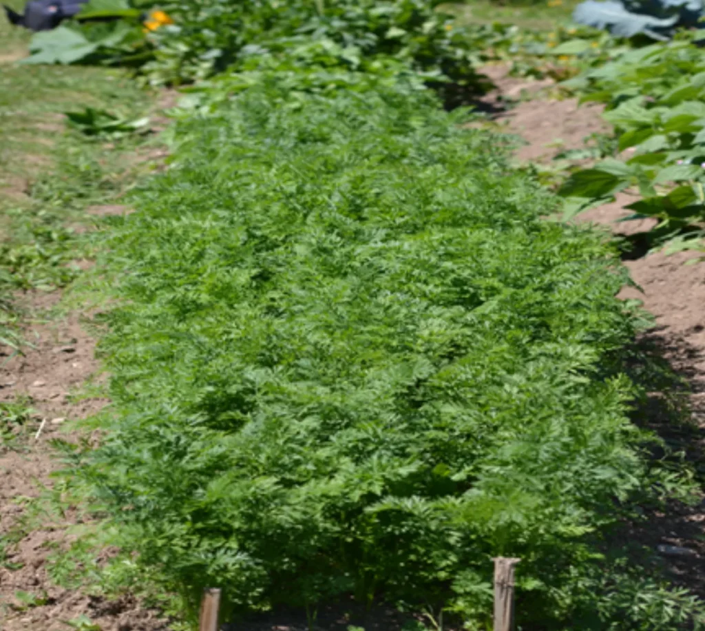 Rangées de carottes poussant au potager