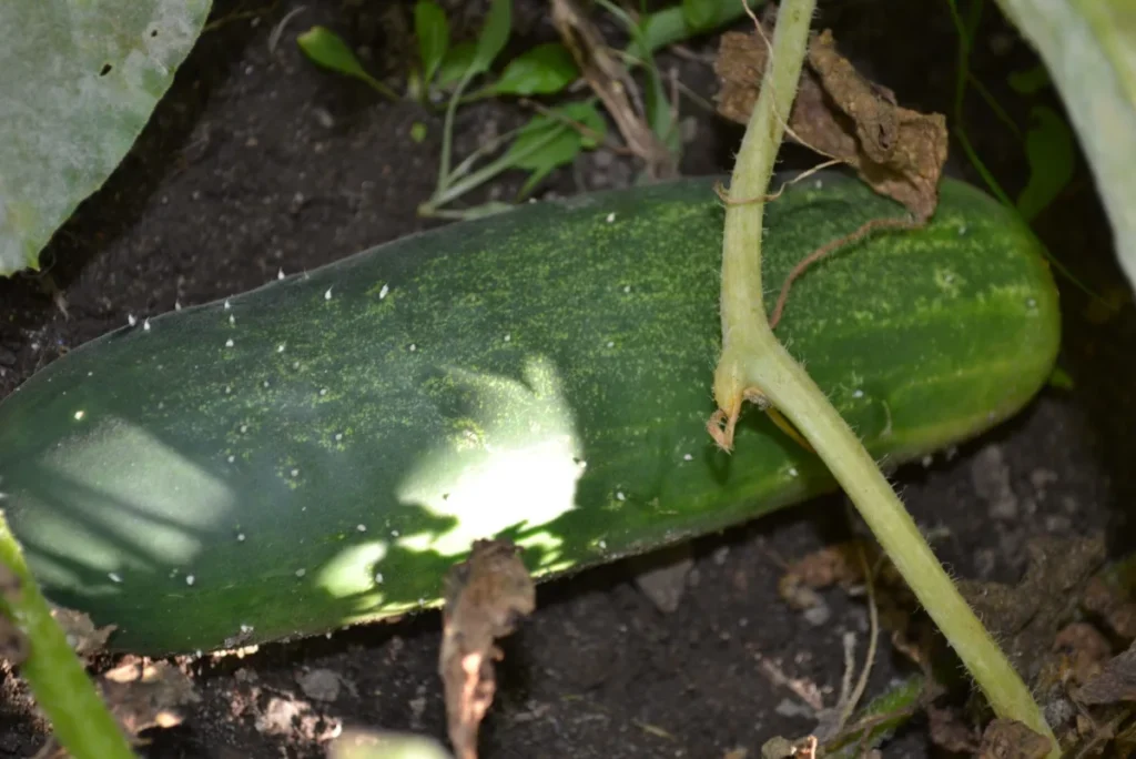 Concombre vert poussant au potager