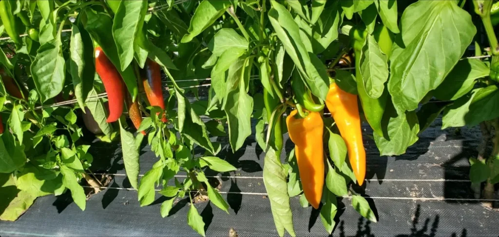 Piments rouges et jaunes sur plant au jardin