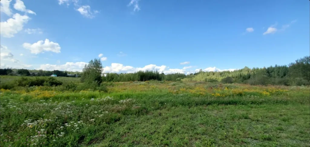 Prairie fleurie sous ciel bleu avec forêt