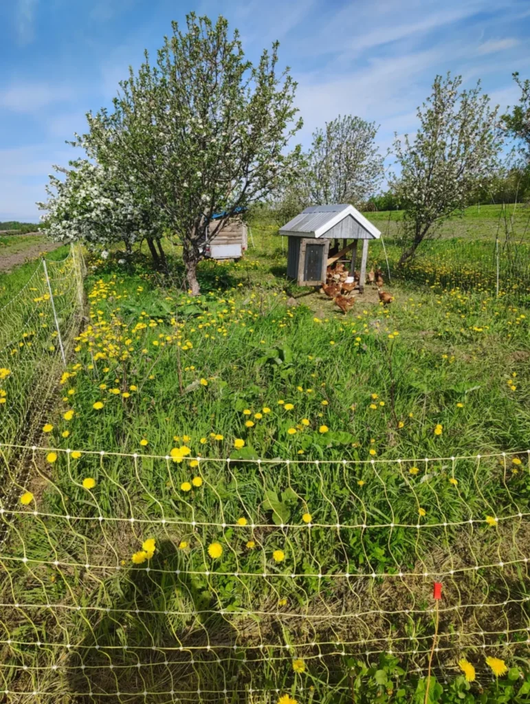 Poulailler dans verger fleuri avec poules en liberté