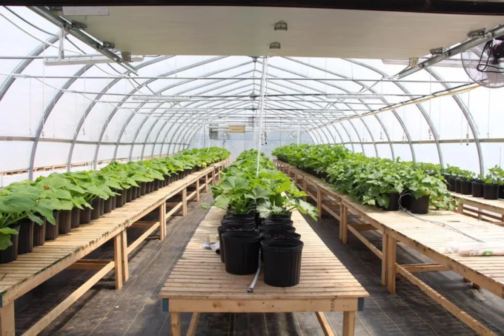 Serre agricole avec rangées de plantes en pots