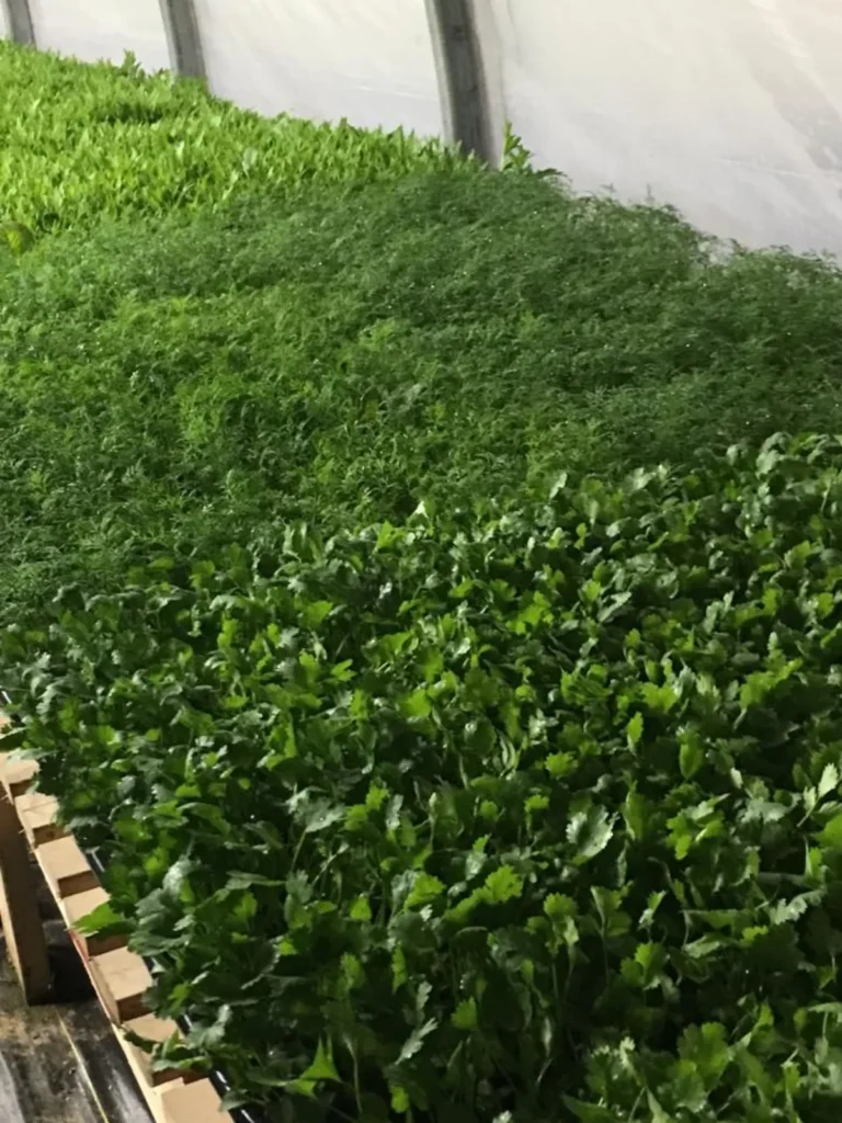 Plateaux d’herbes fraîches en serre