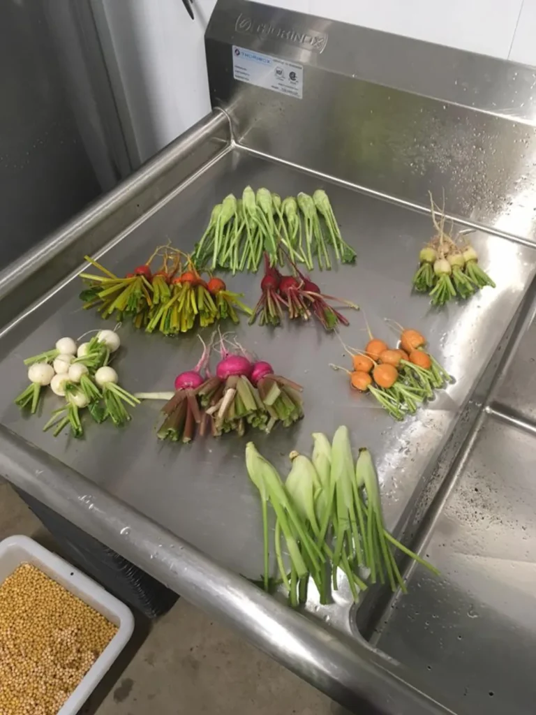 Bouquets de légumes frais dans un évier inox
