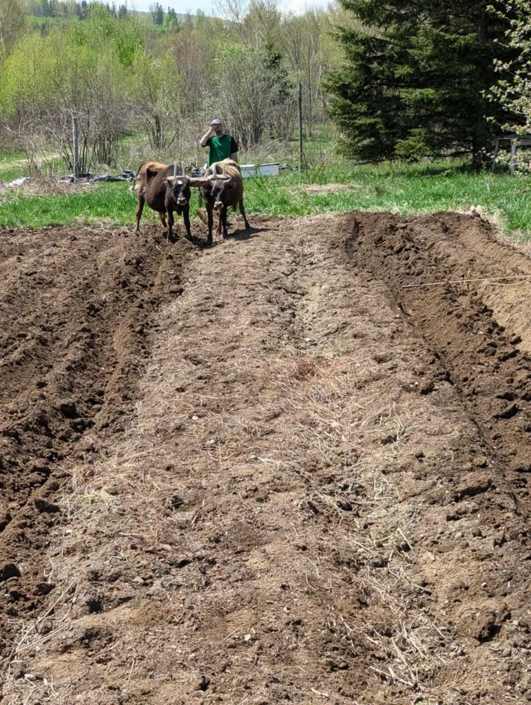 Agriculteur labourant un champ avec deux bœufs