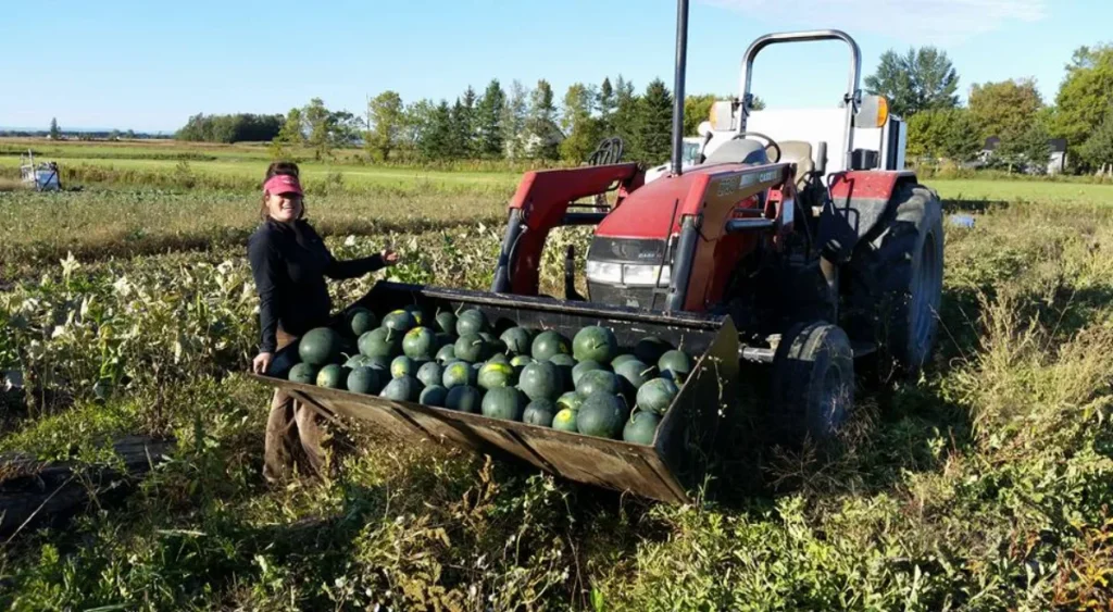 Agricultrice avec tracteur et pastèques dans un champ