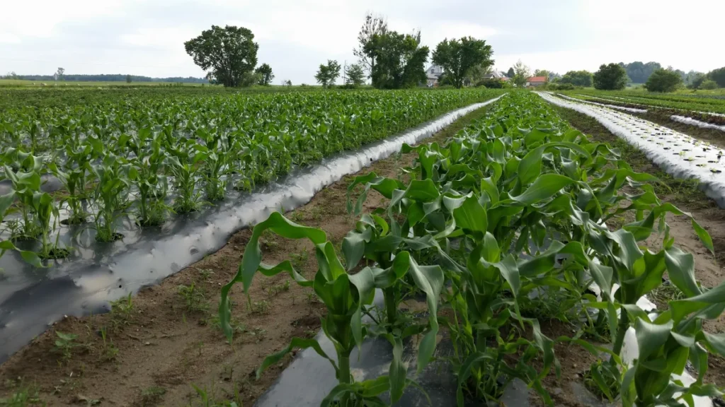 Rangées de maïs sous bâches plastiques agricoles