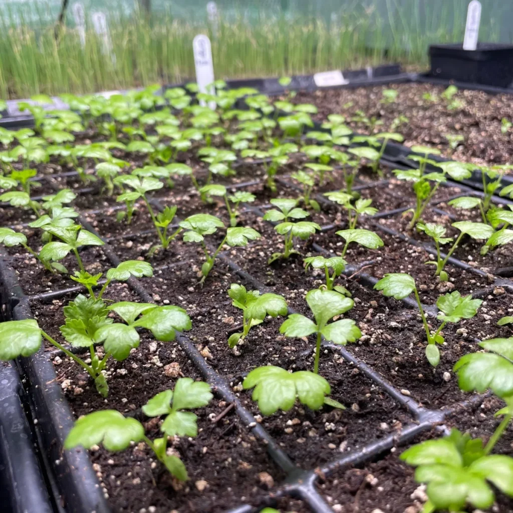 Jeunes plants en godets dans une serre