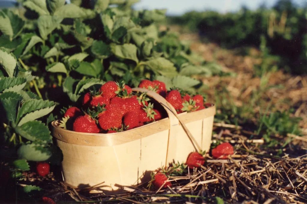 Panier de fraises fraîches dans un champ