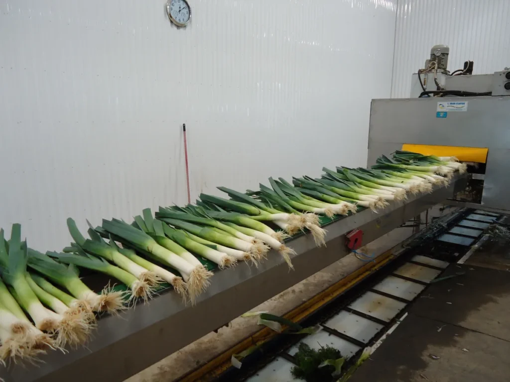 Poireaux alignés sur un tapis roulant industriel
