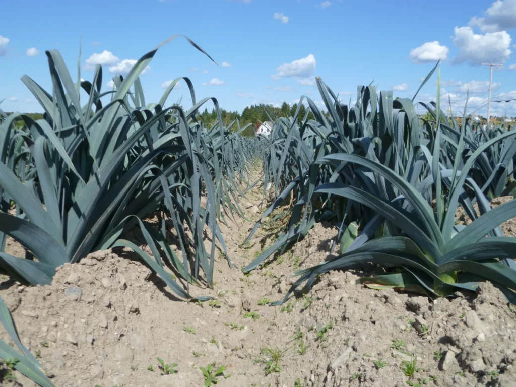 Rangées de poireaux dans un champ agricole
