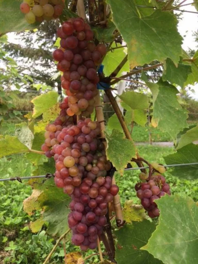 Grappes de raisin rouge sur vigne