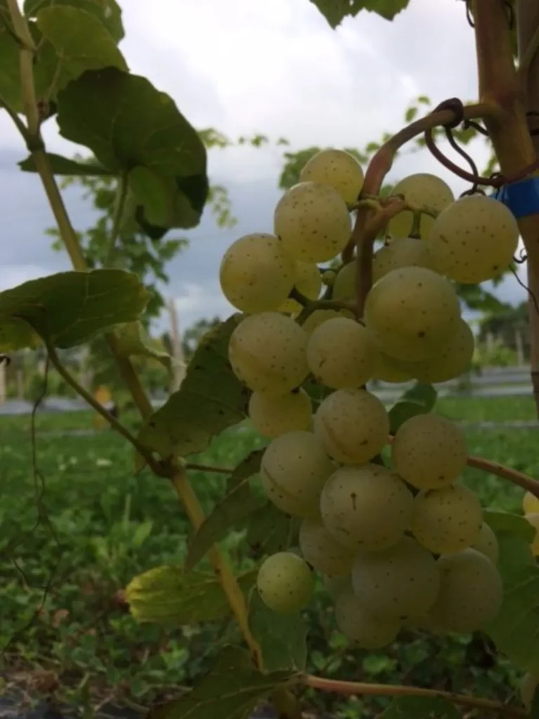 Grappe de raisins verts sur la vigne