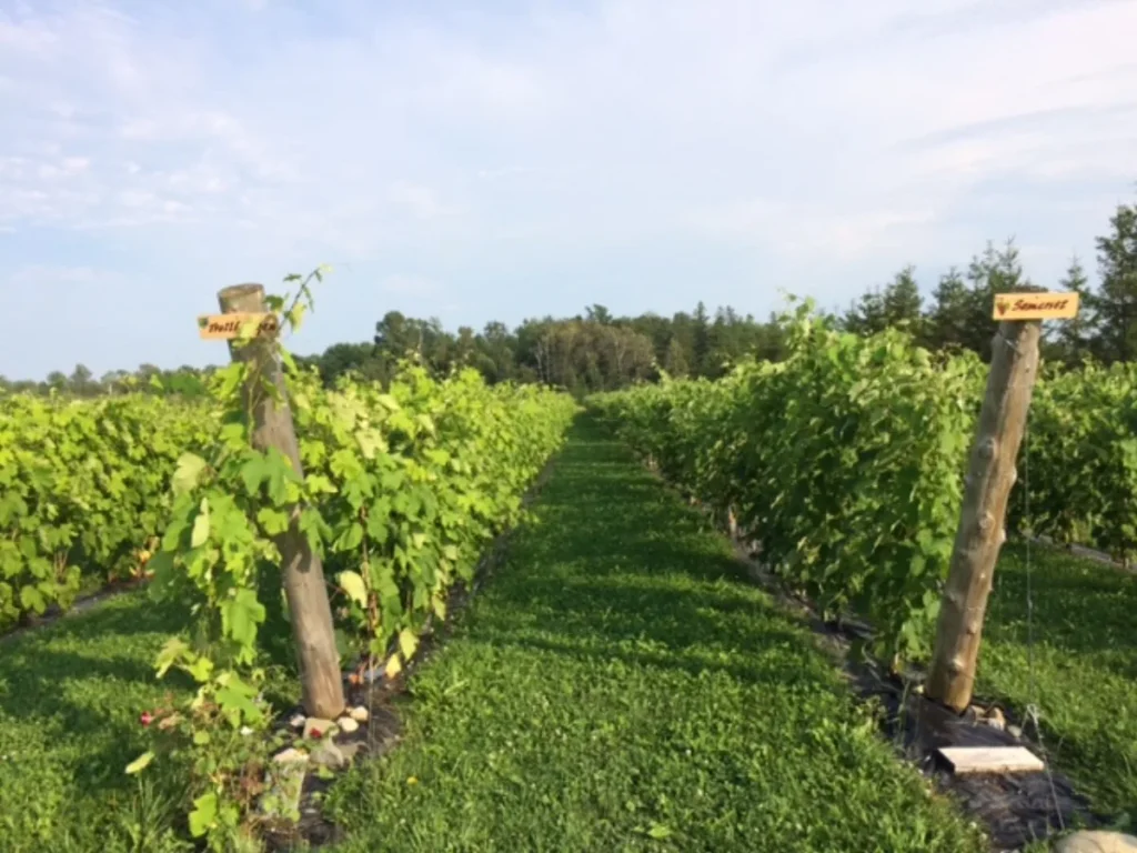 Rangées de vignes dans un vignoble verdoyant