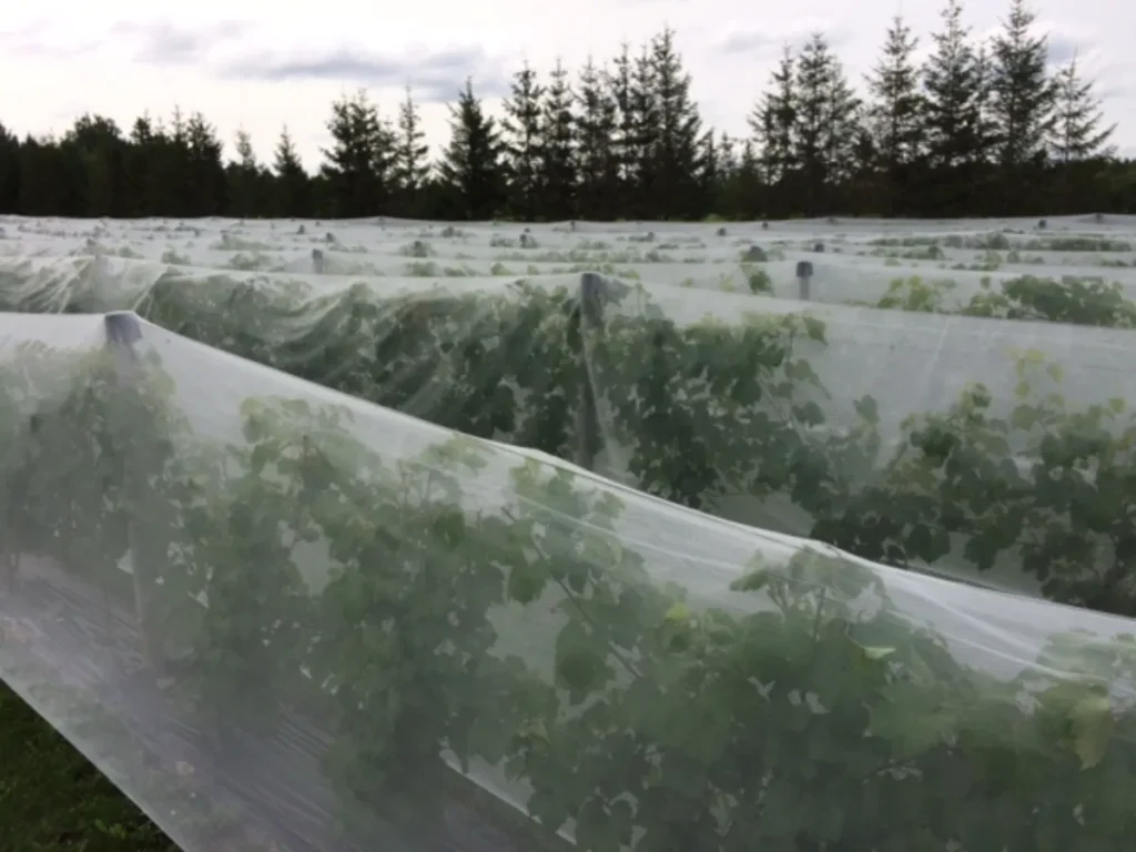 Rangées de cultures sous filets de protection