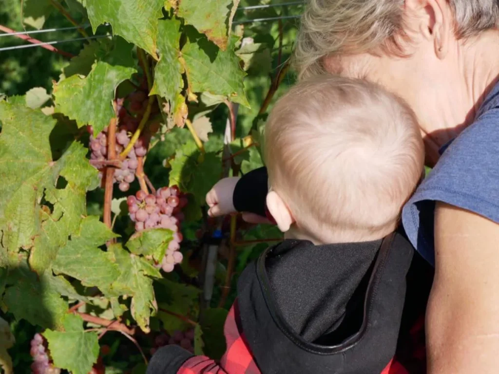 Grand-mère et bébé cueillant des raisins