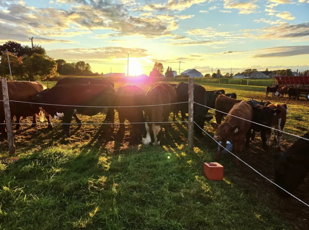 Vaches dans un pré au coucher du soleil