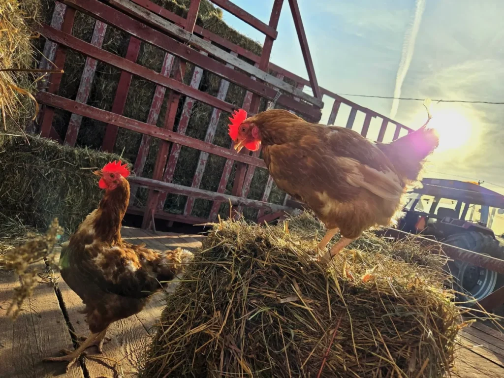 Poules sur bottes de foin au coucher du soleil