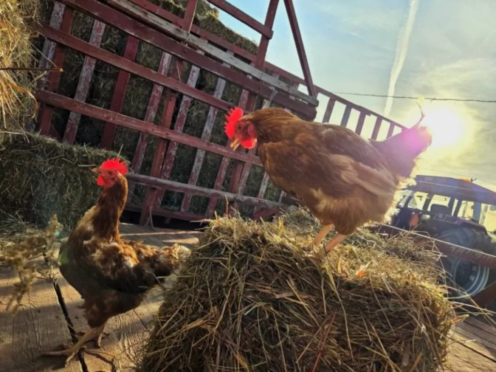 Deux poules sur bottes de foin au soleil