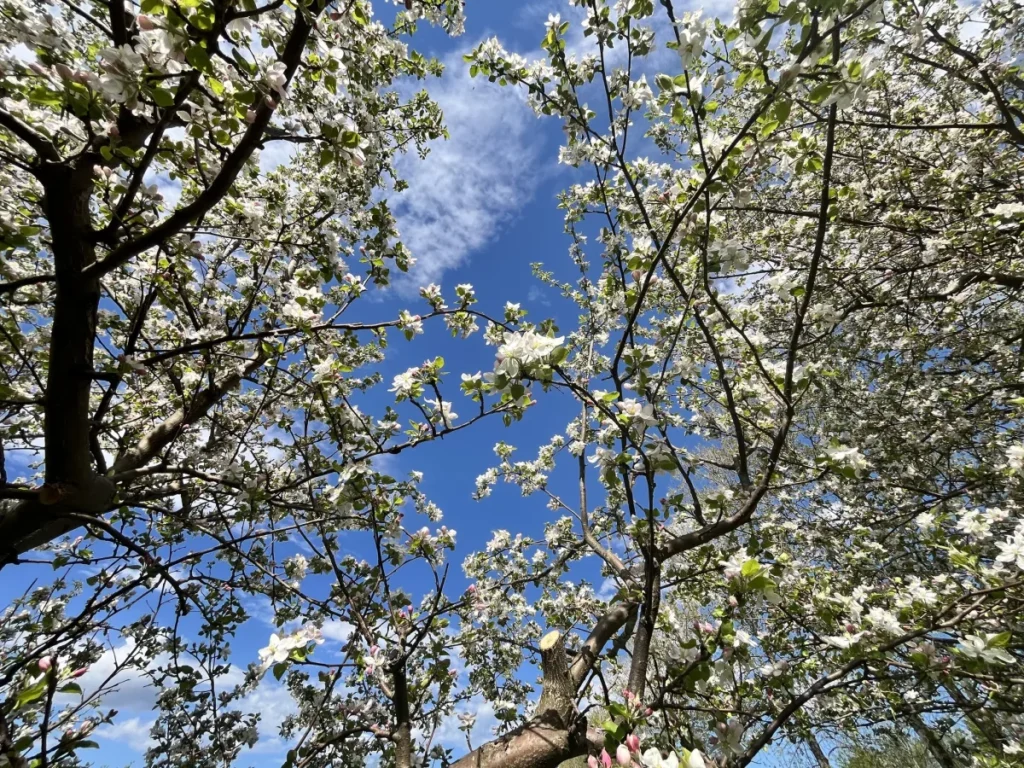 Branches en fleurs sous ciel bleu printanier