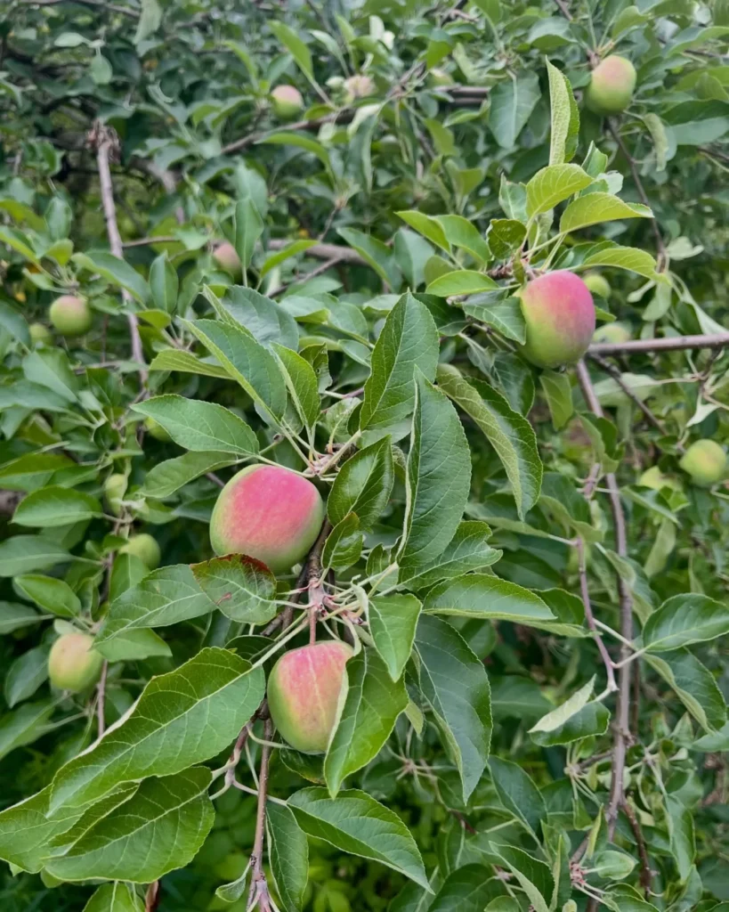 Pommes rouges et vertes sur un pommier