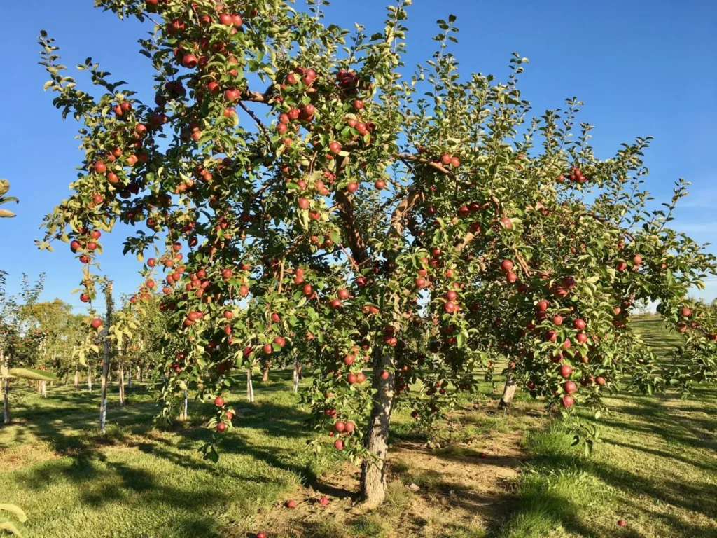 Pommier chargé de pommes rouges au verger