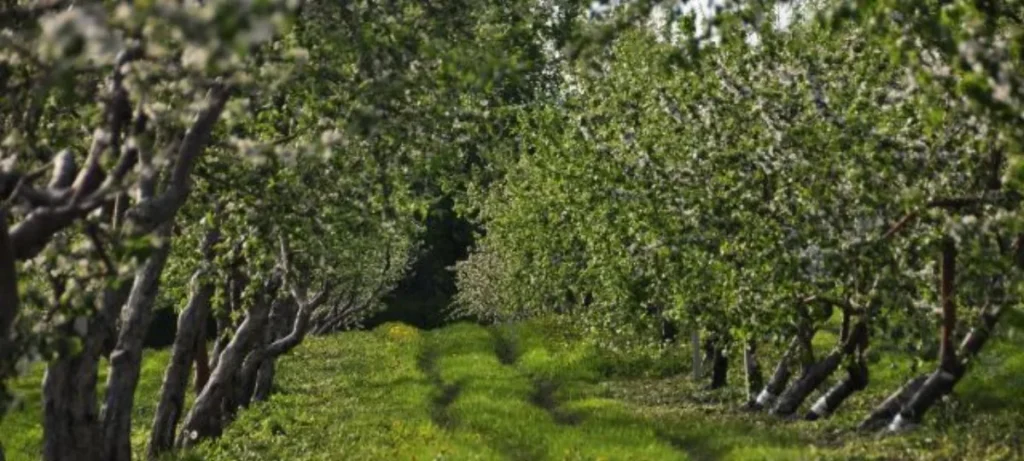 Allée d’oliviers dans un verger verdoyant