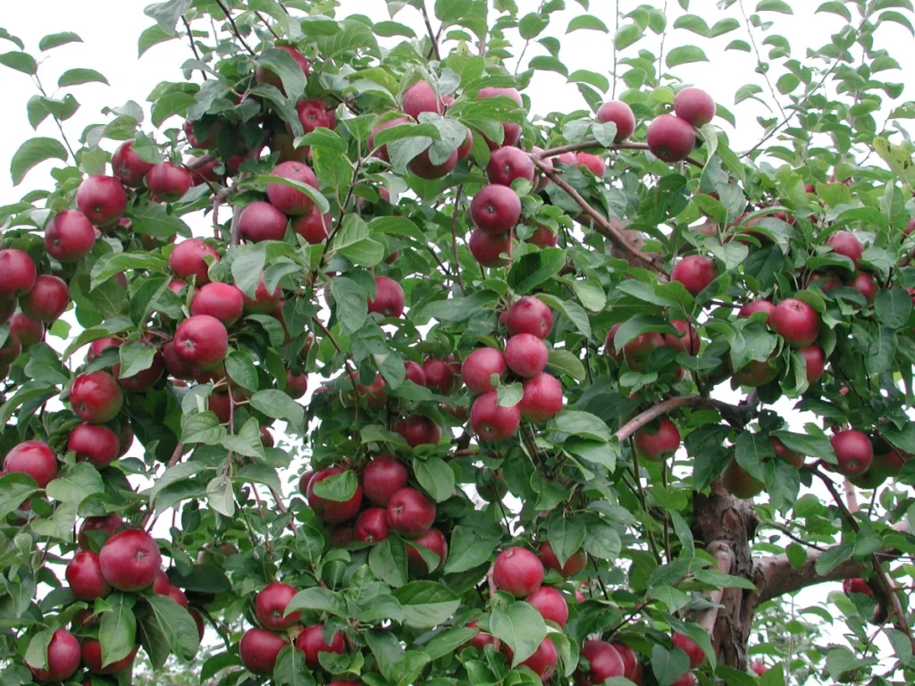 Pommier chargé de pommes rouges mûres