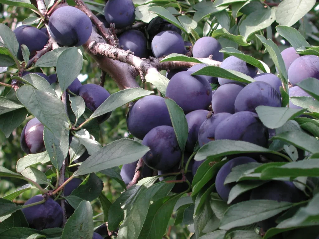 Prunes violettes mûres sur branche feuillue